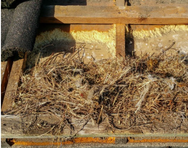 Vogelnest-verwijderen